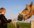 Kind füttert Pferd auf Baltrum