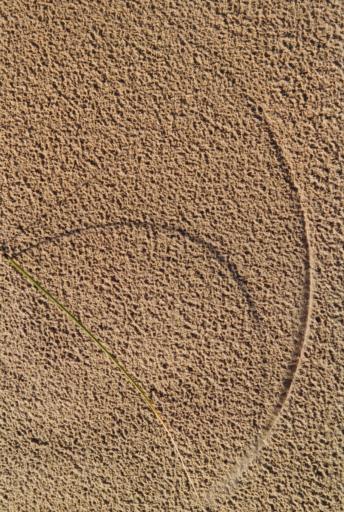 Blade of grass in the wind
