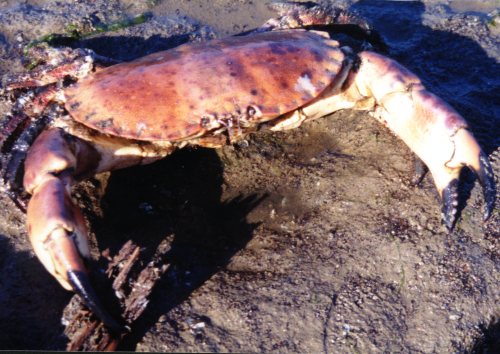 Common crab